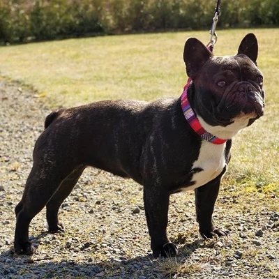 Mozaik agár nyakörv - Kék mozaik - 40mm / 30-40cm